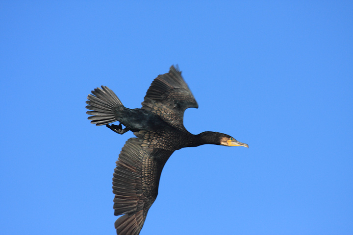 Cormorano in volo